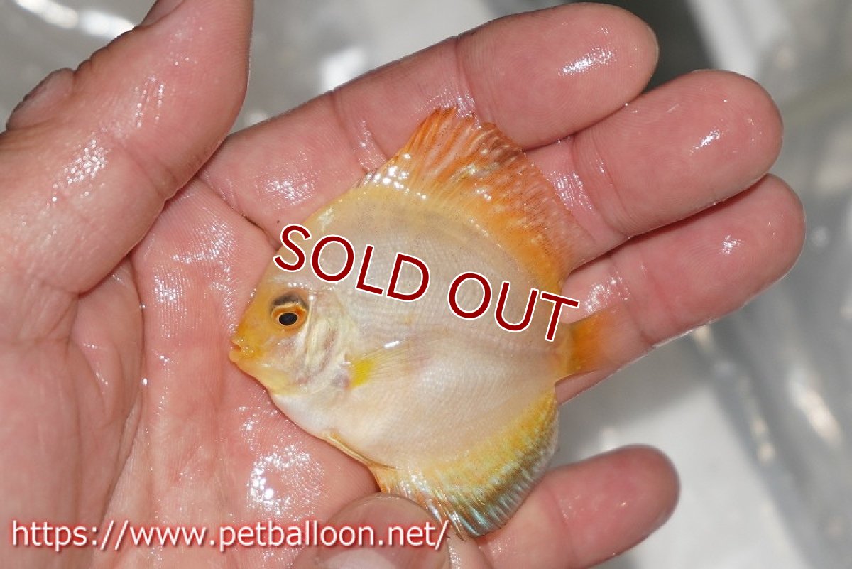 画像4: 【ディスカス】【通販】ゴールデンジャガー1匹【サンプル画像】5-6cm（生体）ペナン　ブリーダーTAN CHEE LOK (4)