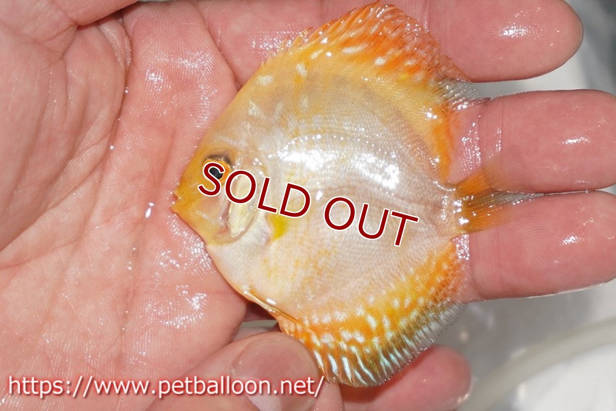 画像3: 【ディスカス】【通販】ゴールデンジャガー3匹【サンプル画像】5-6cm(生体)ペナン ブリーダーTAN CHEE LOK (3)