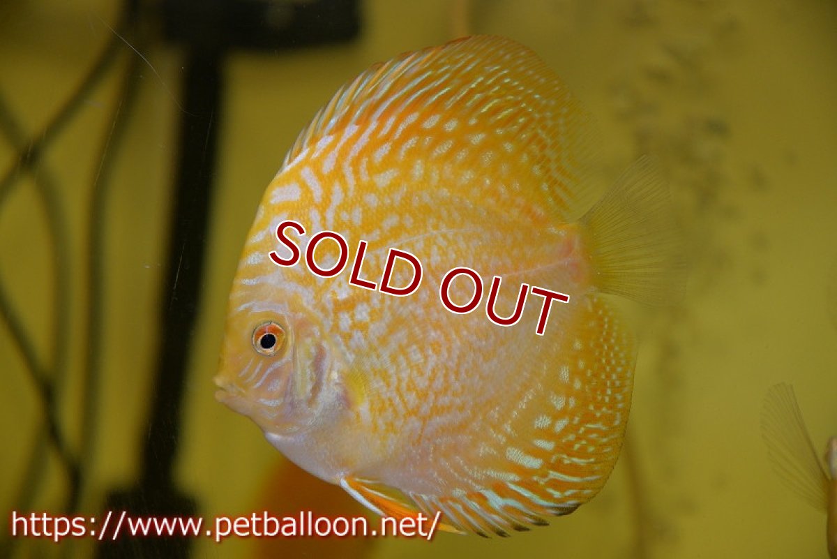 画像2: 【ディスカス】【ディスカス】【通販】イエローチェッカーボードピジョン（ハイフォーム）1匹【サンプル画像】9cm（生体）マレーシア　NAディスカスファーム (2)