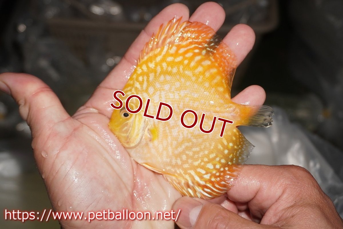 画像3: 【ディスカス】【ディスカス】【通販】イエローチェッカーボードピジョン（ハイフォーム）1匹【サンプル画像】9cm（生体）マレーシア　NAディスカスファーム (3)