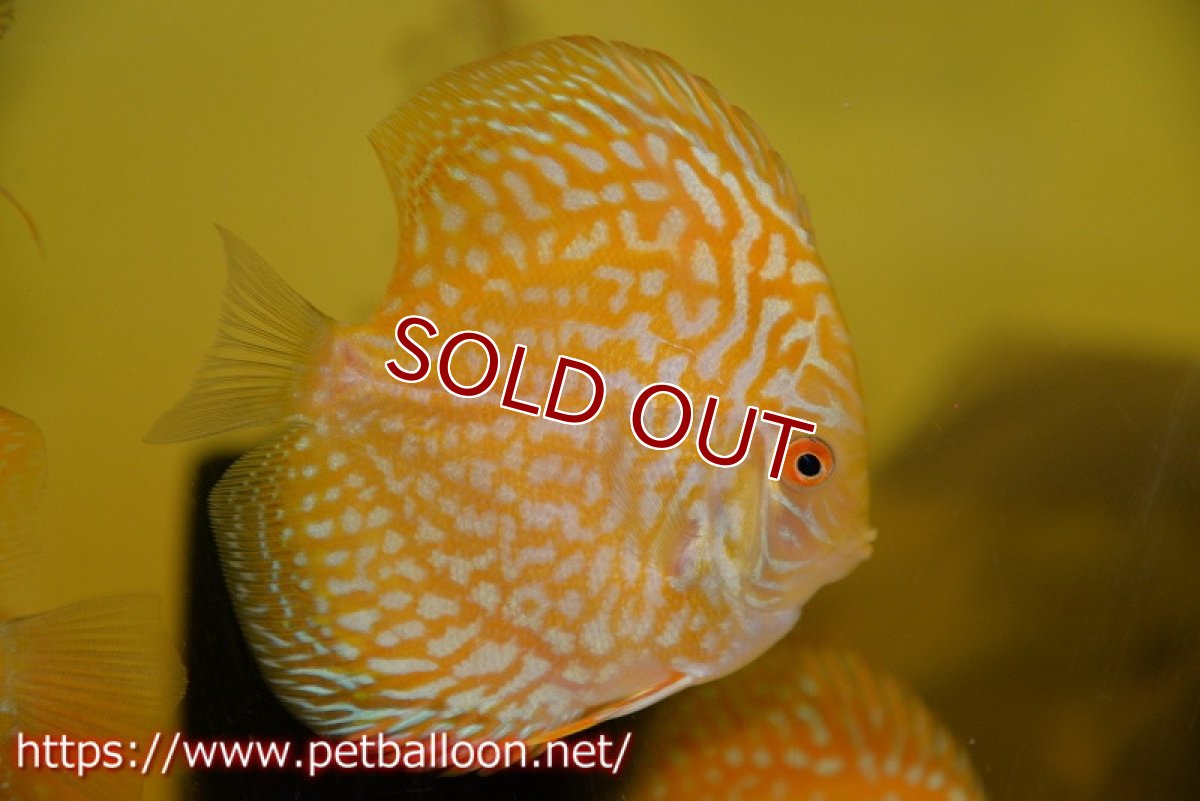 画像1: 【ディスカス】【ディスカス】【通販】イエローチェッカーボードピジョン（ハイフォーム）3匹【サンプル画像】9cm（生体）マレーシア　NAディスカスファーム (1)