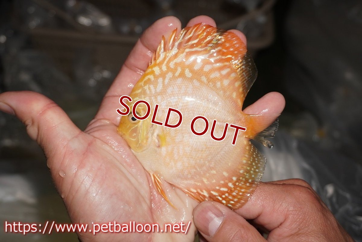 画像4: 【ディスカス】【ディスカス】【通販】イエローチェッカーボードピジョン（ハイフォーム）3匹【サンプル画像】9cm（生体）マレーシア　NAディスカスファーム (4)