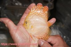 画像4: 【ディスカス】【通販】イエローチェッカーボードピジョン（ハイフォーム）5匹【サンプル画像】9cm（生体）マレーシア　NAディスカスファーム (4)