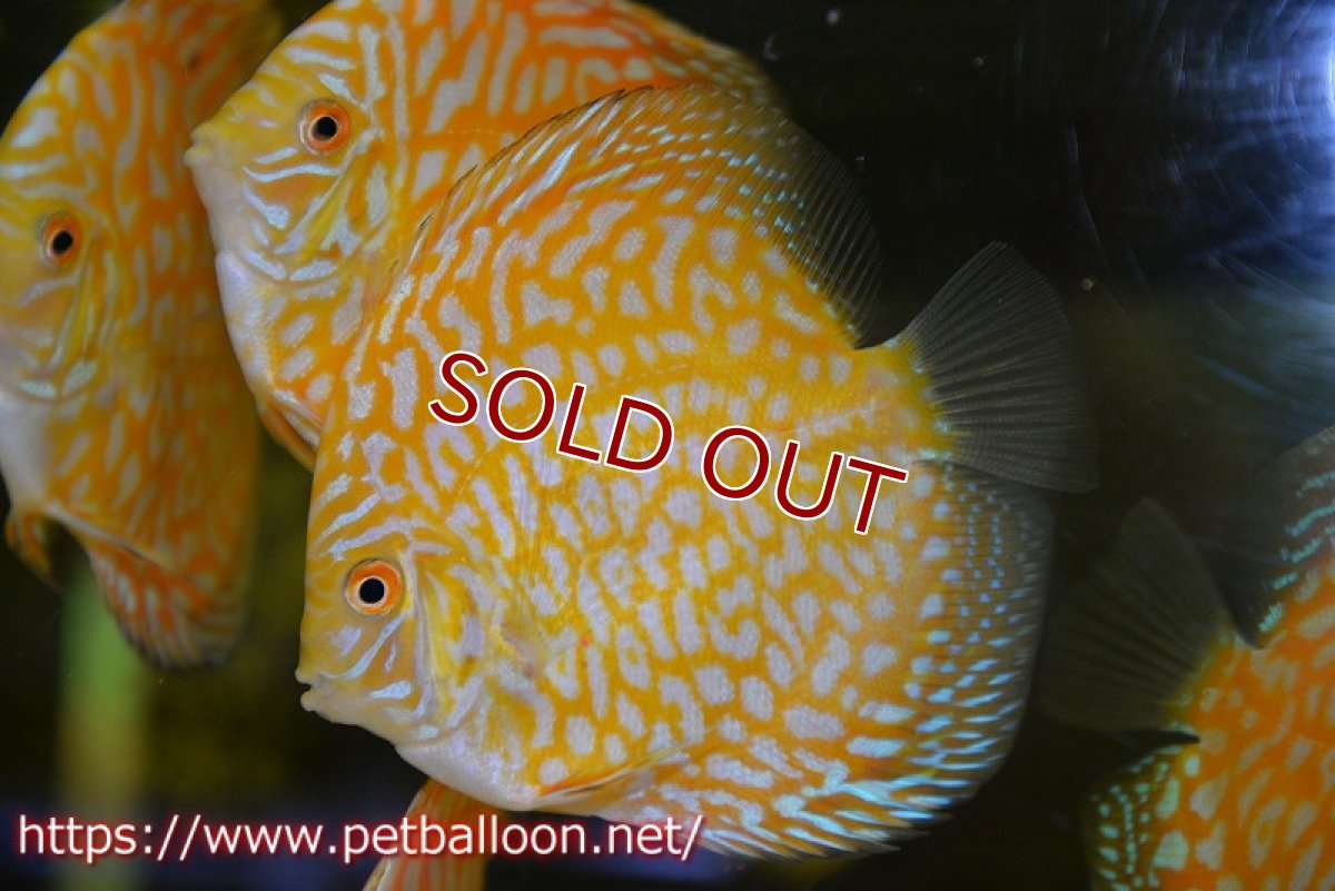 画像1: 【ディスカス】【通販】ゴールデンジャガー3匹【サンプル画像】8-9cm（生体）マレーシア　NAディスカスファーム (1)