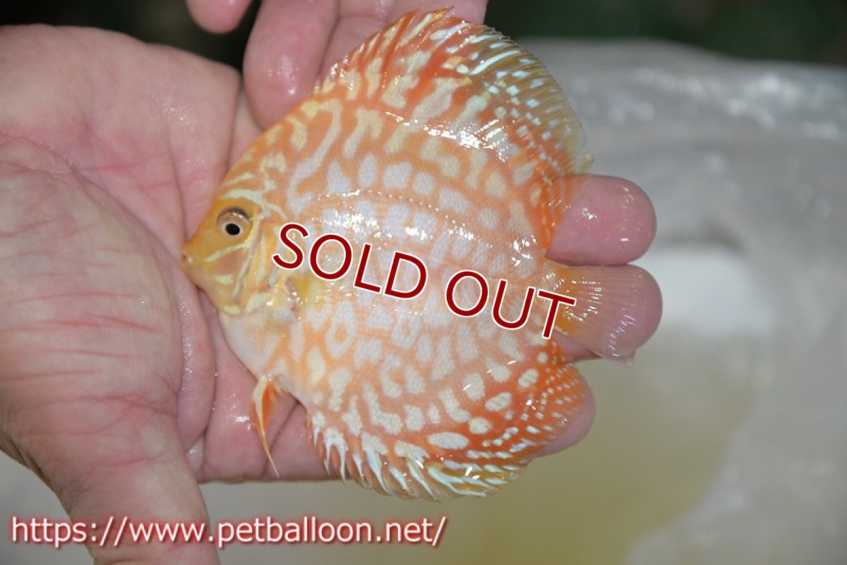 画像3: 【ディスカス】【通販】ゴールデンジャガー3匹【サンプル画像】8-9cm（生体）マレーシア　NAディスカスファーム (3)