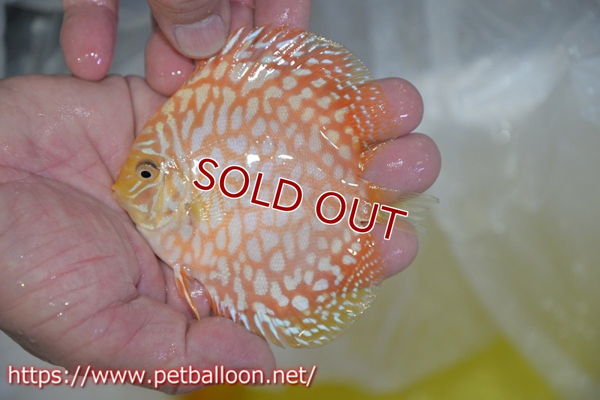 画像4: 【ディスカス】【通販】ゴールデンジャガー3匹【サンプル画像】8-9cm（生体）マレーシア　NAディスカスファーム (4)