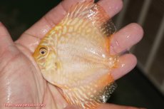 画像2: 【決算セール クーポンご利用で更に10％OFF対象商品】【ディスカス】【通販】ゴールデンチェッカーボード1匹【サンプル画像】9ｃｍ（生体）マレーシア　NAディスカスファーム (2)