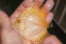 画像1: 【決算セール クーポンご利用で更に10％OFF対象商品】【ディスカス】【通販】ゴールデンチェッカーボード5匹【サンプル画像】9ｃｍ（生体）マレーシア　NAディスカスファーム (1)