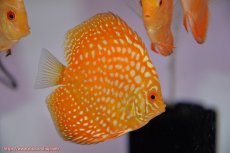 画像1: 【決算セール クーポンご利用で更に10％OFF対象商品】【ディスカス】【通販】ゴールデンチェッカーボード1匹【サンプル画像】8-9cm（生体） (1)