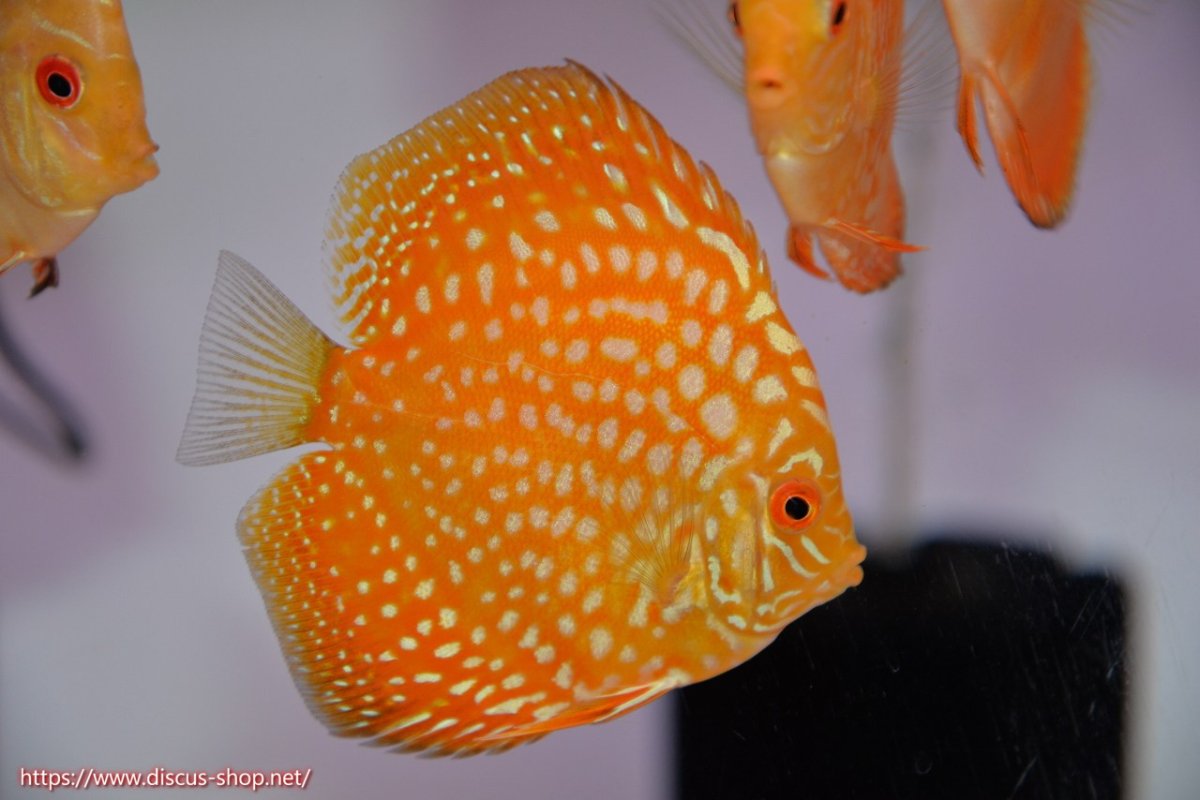画像1: 【決算セール クーポンご利用で更に10％OFF対象商品】【ディスカス】【通販】ゴールデンチェッカーボード3匹【サンプル画像】8-9cm（生体） (1)