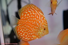 画像2: 【決算セール クーポンご利用で更に10％OFF対象商品】【ディスカス】【通販】ゴールデンチェッカーボード3匹【サンプル画像】8-9cm（生体） (2)