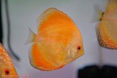 画像2: 【決算セール クーポンご利用で更に10％OFF対象商品】【ディスカス】【通販】イエローダイヤモンド1匹【サンプル画像】8-9cm（生体） (2)