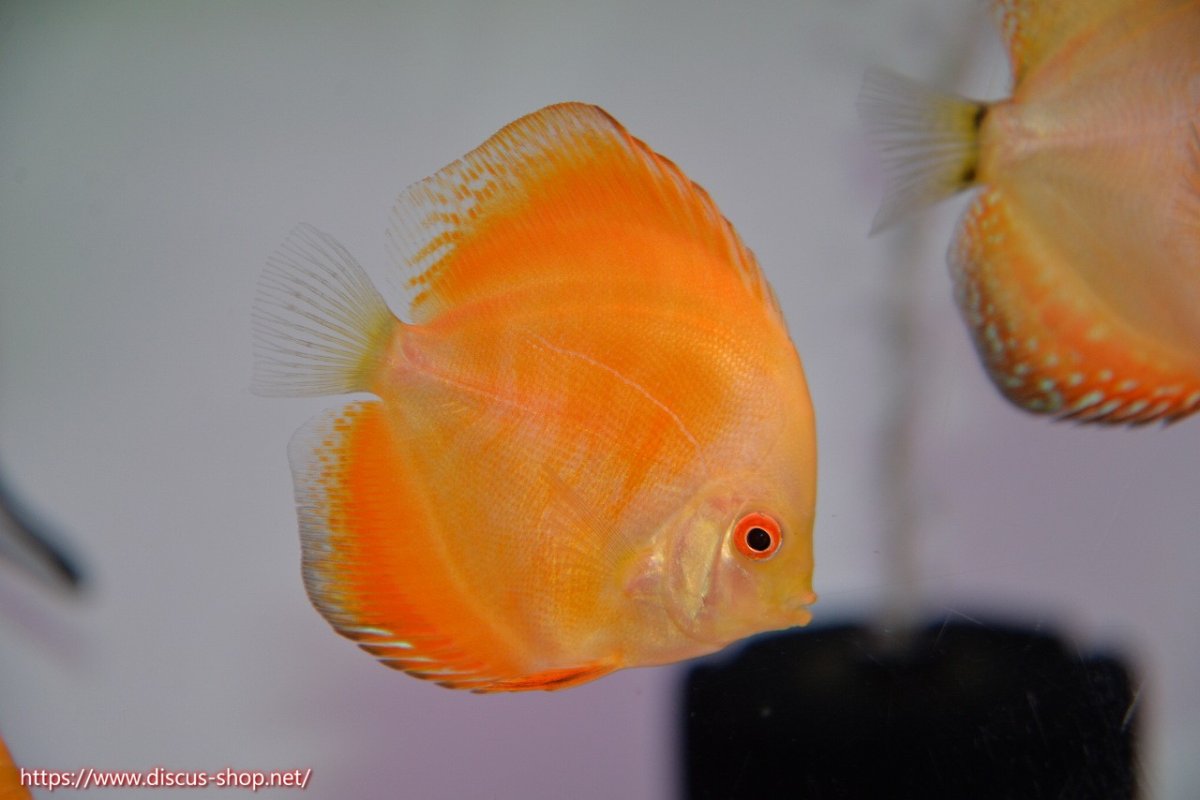 画像1: 【決算セール クーポンご利用で更に10％OFF対象商品】【ディスカス】【通販】イエローダイヤモンド5匹【サンプル画像】8-9cm（生体） (1)