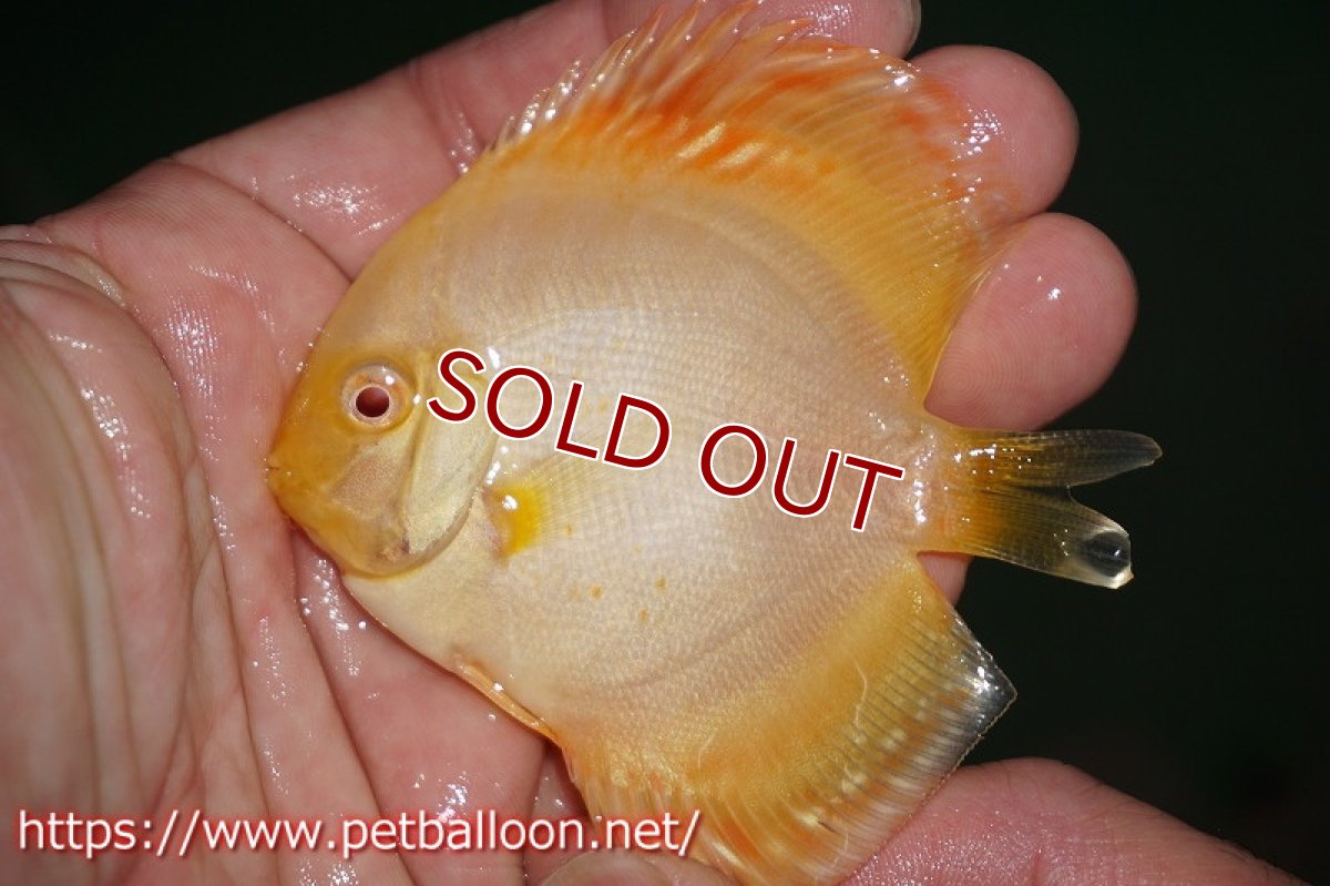 画像3: 【ディスカス】アルビノモザイクレオパード【１匹】【サンプル画像】5-6cm（生体）ペナン　ブリーダーTAN CHEE LOK (3)