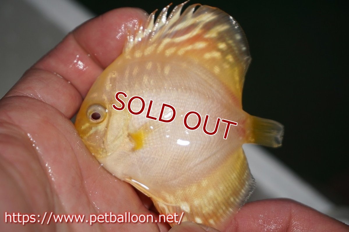 画像2: 【ディスカス】アルビノモザイクレオパード【３匹】【サンプル画像】5-6cm（生体）ペナン　ブリーダーTAN CHEE LOK (2)