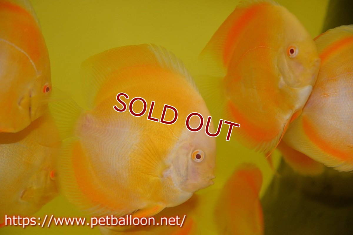 画像2: 【ディスカス】アルビノゴールデンダイヤモンド【１匹】【サンプル画像】12?（生体）ペナン　ブリーダーTAN CHEE LOK (2)