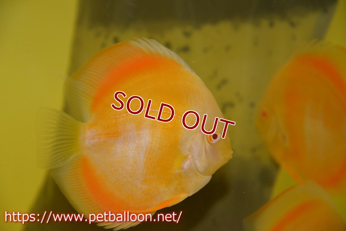 画像3: 【ディスカス】アルビノゴールデンダイヤモンド【１匹】【サンプル画像】12?（生体）ペナン　ブリーダーTAN CHEE LOK (3)