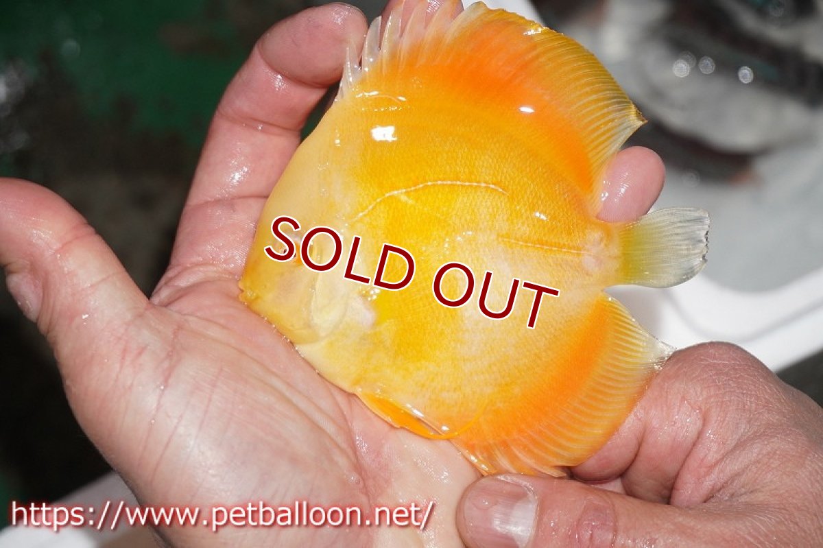 画像4: 【ディスカス】アルビノゴールデンダイヤモンド【１匹】【サンプル画像】12?（生体）ペナン　ブリーダーTAN CHEE LOK (4)