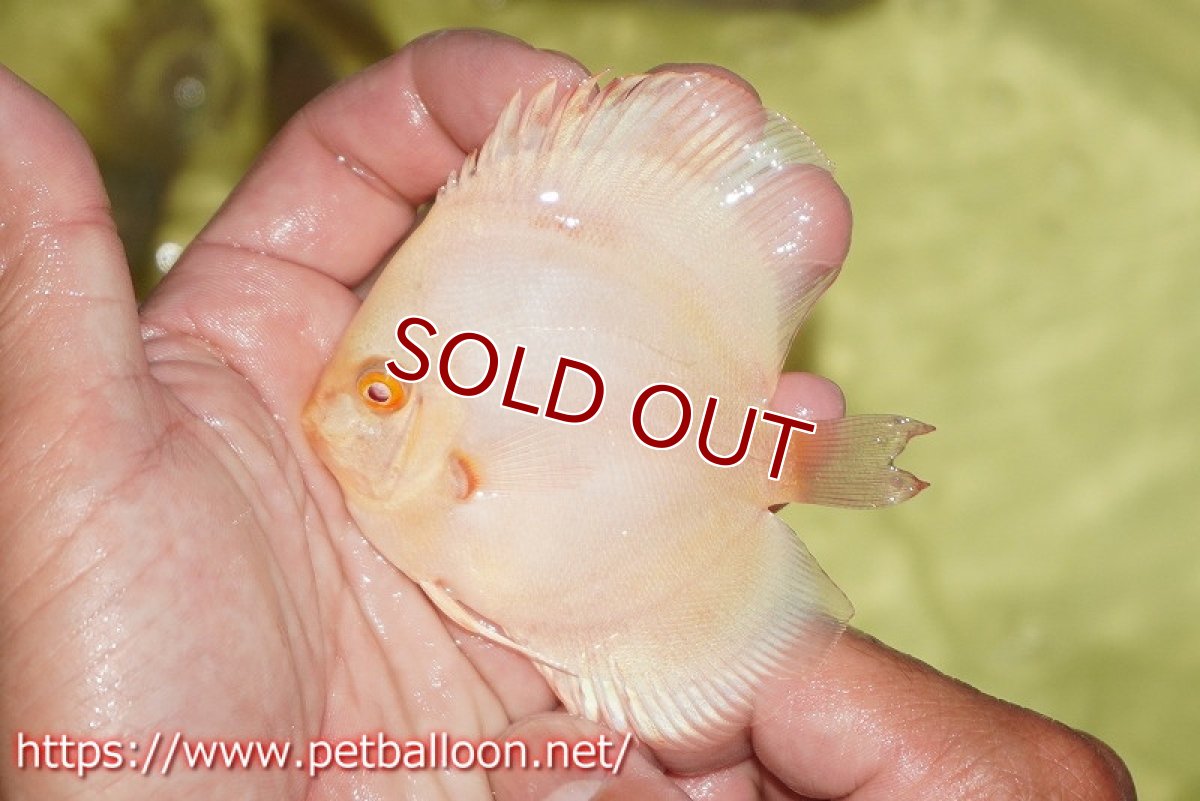 画像2: 【ディスカス】【通販】アルビノプラチニウム3匹【サンプル画像】7-8cm（生体）マレーシア　NAディスカスファーム (2)