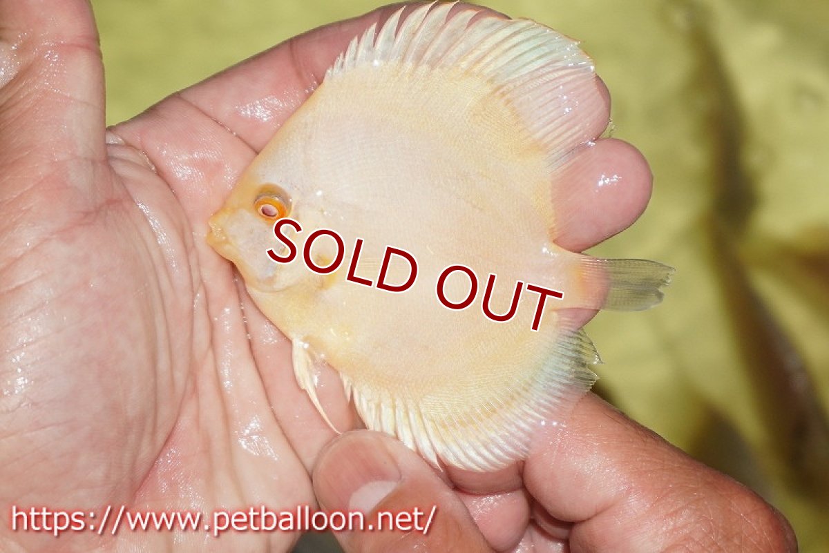 画像3: 【ディスカス】【通販】アルビノプラチニウム3匹【サンプル画像】7-8cm（生体）マレーシア　NAディスカスファーム (3)