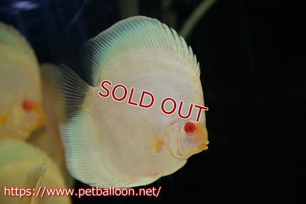 画像1: 【ディスカス】【ディスカス】【通販】アルビノブルーダイヤモンド1匹【サンプル画像】9-10ｃｍ（生体） (1)