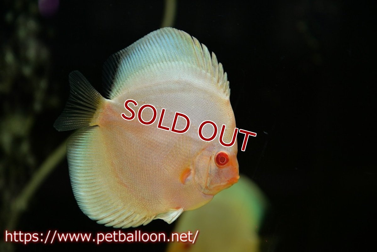 画像2: 【ディスカス】【ディスカス】【通販】アルビノブルーダイヤモンド3匹【サンプル画像】9-10ｃｍ（生体） (2)