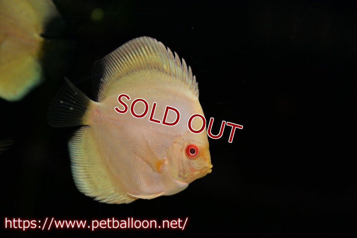 画像3: 【ディスカス】【ディスカス】【通販】アルビノブルーダイヤモンド1匹【サンプル画像】6cm（生体） (3)