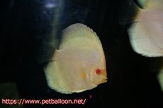 画像1: 【ディスカス】【通販】アルビノブルーダイヤモンド3匹【サンプル画像】6cm（生体） (1)