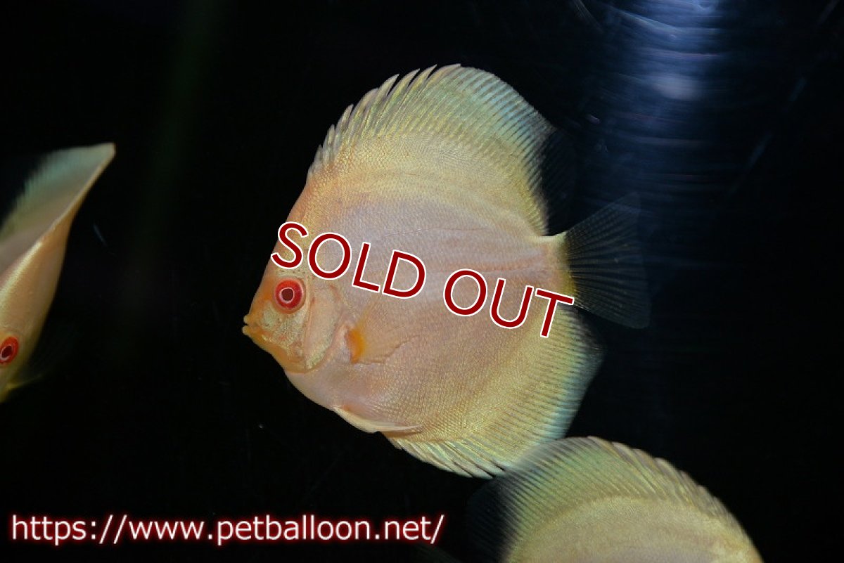 画像2: 【ディスカス】【ディスカス】【通販】アルビノブルーダイヤモンド5匹【サンプル画像】6cm（生体）マレーシア　KLディスカスファーム (2)