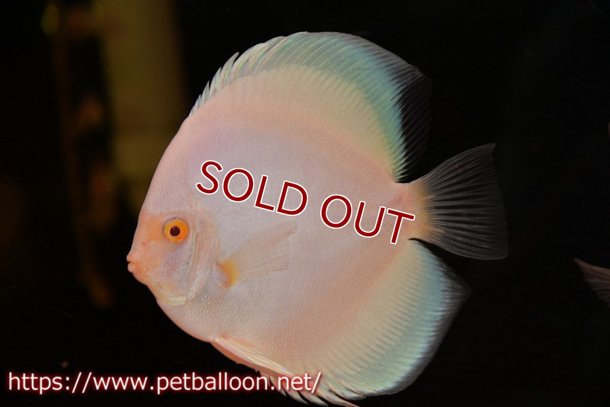 画像1: 【ディスカス】【通販】アルビノプラチニウム（ハイフォーム）1匹【サンプル画像】12-13cm（生体）マレーシア　NAディスカスファーム (1)