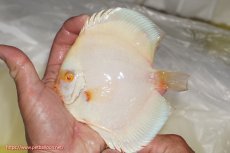 画像1: 【ディスカス】【通販】アルビノプラチニウム（ハイフォーム）1匹【サンプル画像】12-13cm（生体）マレーシア　NAディスカスファーム (1)