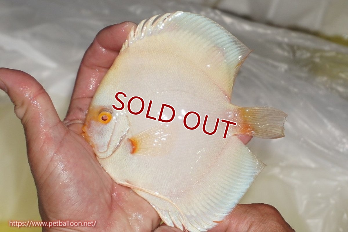 画像2: 【ディスカス】【通販】アルビノプラチニウム（ハイフォーム）1匹【サンプル画像】12-13cm（生体）マレーシア　NAディスカスファーム (2)