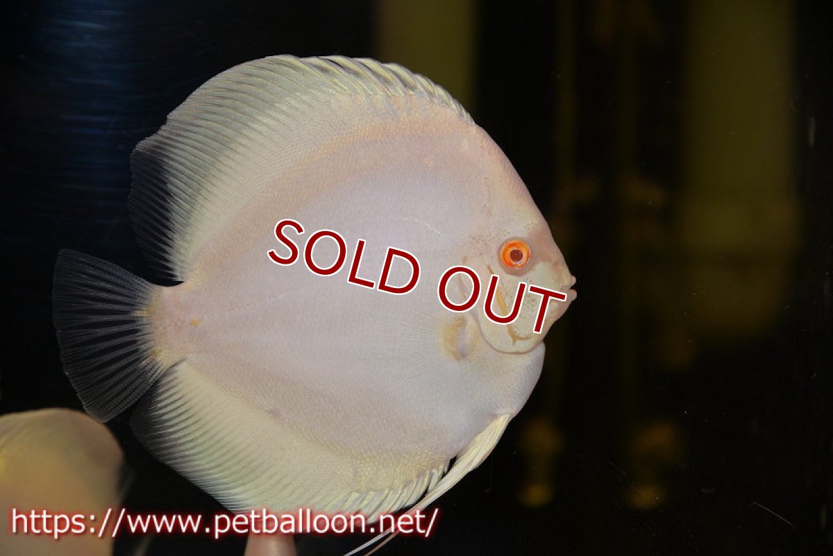 画像1: 【ディスカス】【通販】【初入荷マレーシア屈指のファーム】アルビノホワイトラビット【サンプル画像】13-14cm（生体）【マレーシア　PERMAI KENCANAディスカスファーム　Winson氏　】 (1)