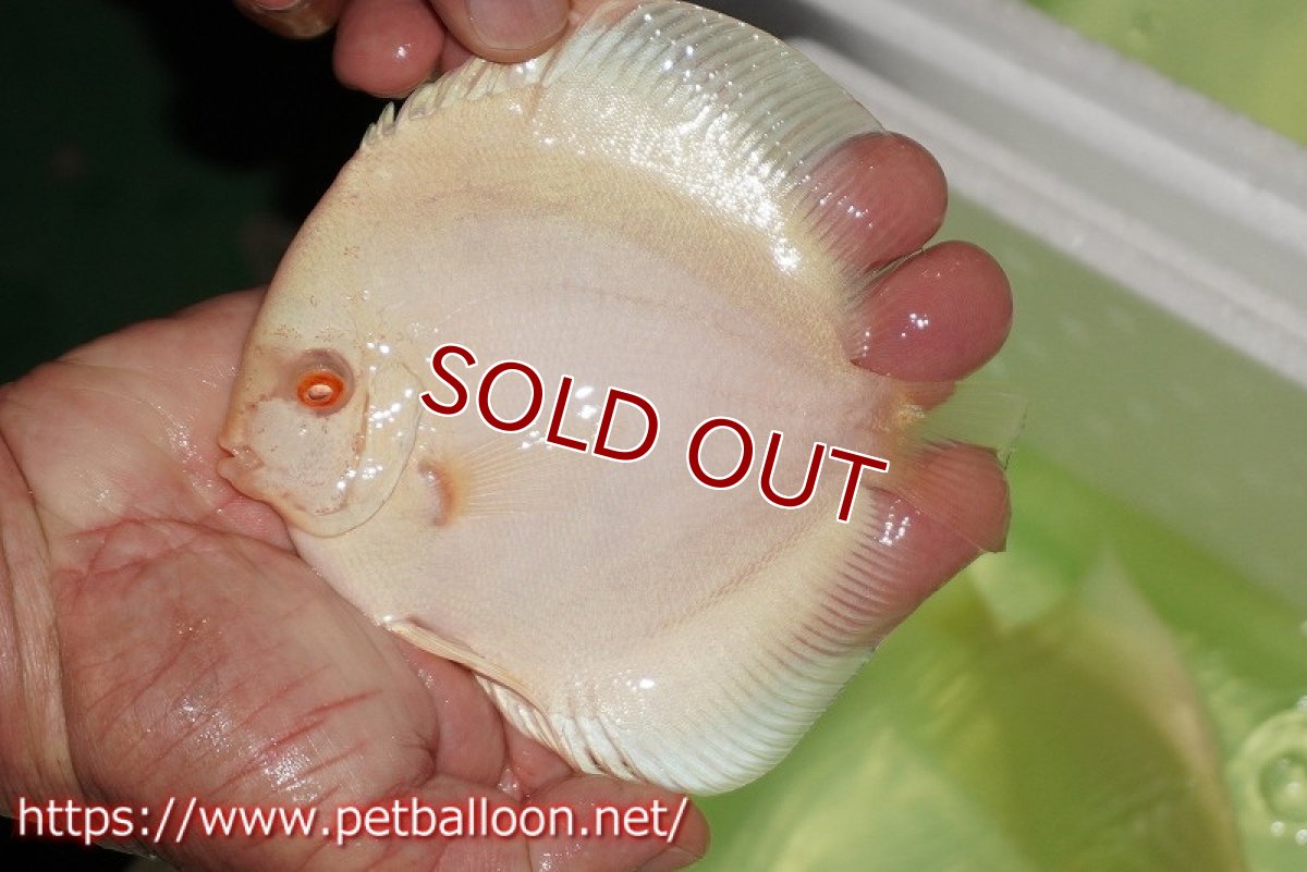 画像2: 【ディスカス】【通販】【初入荷マレーシア屈指のファーム】アルビノホワイトラビット【サンプル画像】13-14cm（生体）【マレーシア　PERMAI KENCANAディスカスファーム　Winson氏　】 (2)