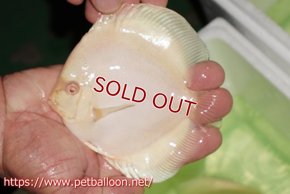 画像3: 【ディスカス】【通販】【初入荷マレーシア屈指のファーム】アルビノホワイトラビット【サンプル画像】13-14cm（生体）【マレーシア　PERMAI KENCANAディスカスファーム　Winson氏　】 (3)