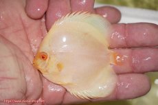 画像1: 【ディスカス】【通販】アルビノプラチニウム（ハイフォーム）1匹【サンプル画像】8-9cm（生体）マレーシア　NAディスカスファーム (1)