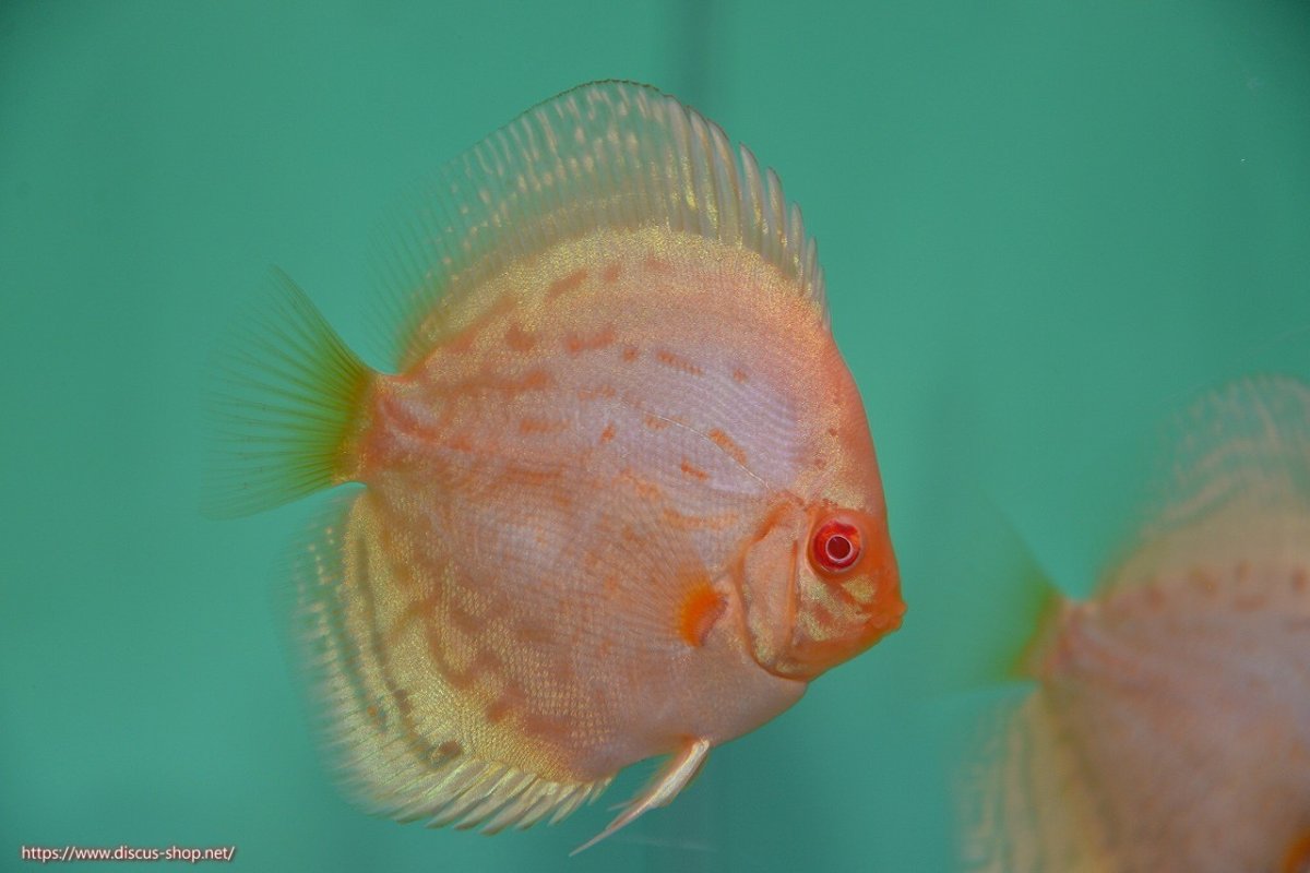 画像1: 【決算セール クーポンご利用で更に10％OFF対象商品】【ディスカス】【通販】【入門用にオススメ】アルビノブリリアント1匹【サンプル画像】8-9cm（生体） (1)