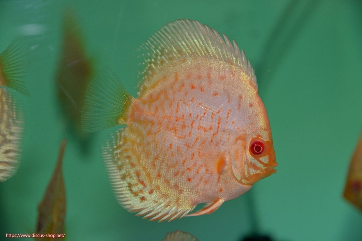 画像3: 【決算セール クーポンご利用で更に10％OFF対象商品】【ディスカス】【通販】【入門用にオススメ】アルビノブリリアント1匹【サンプル画像】8-9cm（生体） (3)