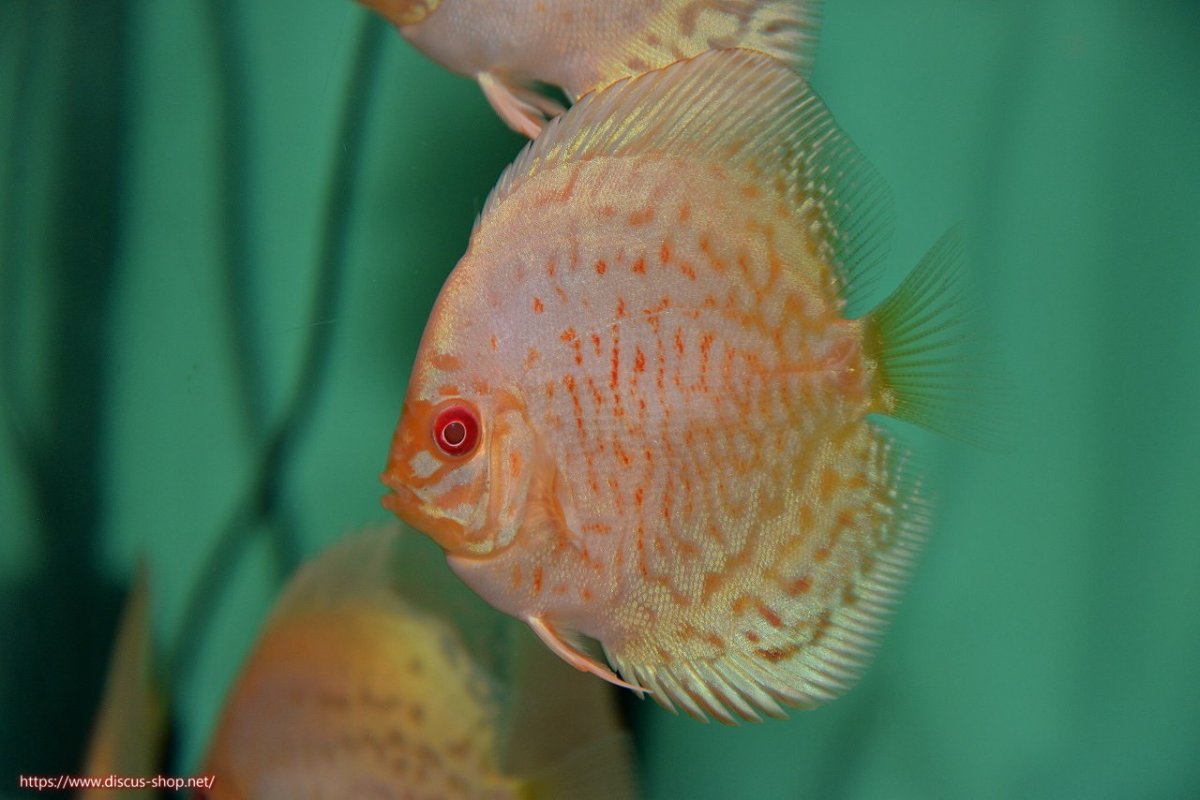 画像2: 【決算セール クーポンご利用で更に10％OFF対象商品】【ディスカス】【通販】【入門用にオススメ】アルビノブリリアント3匹【サンプル画像】8-9cm（生体） (2)