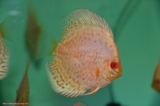 画像3: 【決算セール クーポンご利用で更に10％OFF対象商品】【ディスカス】【通販】【入門用にオススメ】アルビノブリリアント3匹【サンプル画像】8-9cm（生体） (3)