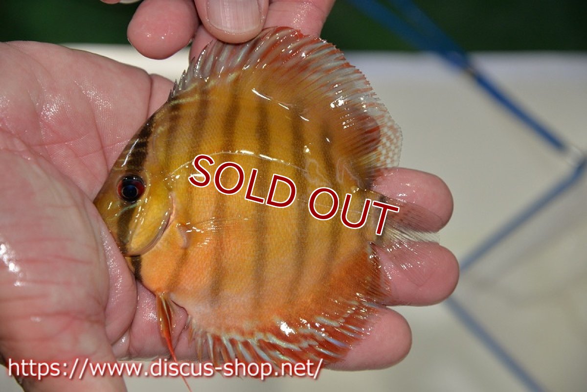 画像2: 【ワイルドディスカス】ラーゴパラコニ レッド【1匹】【サンプル販売】9-11cm（生体）ラーゴパラコニ産 (2)