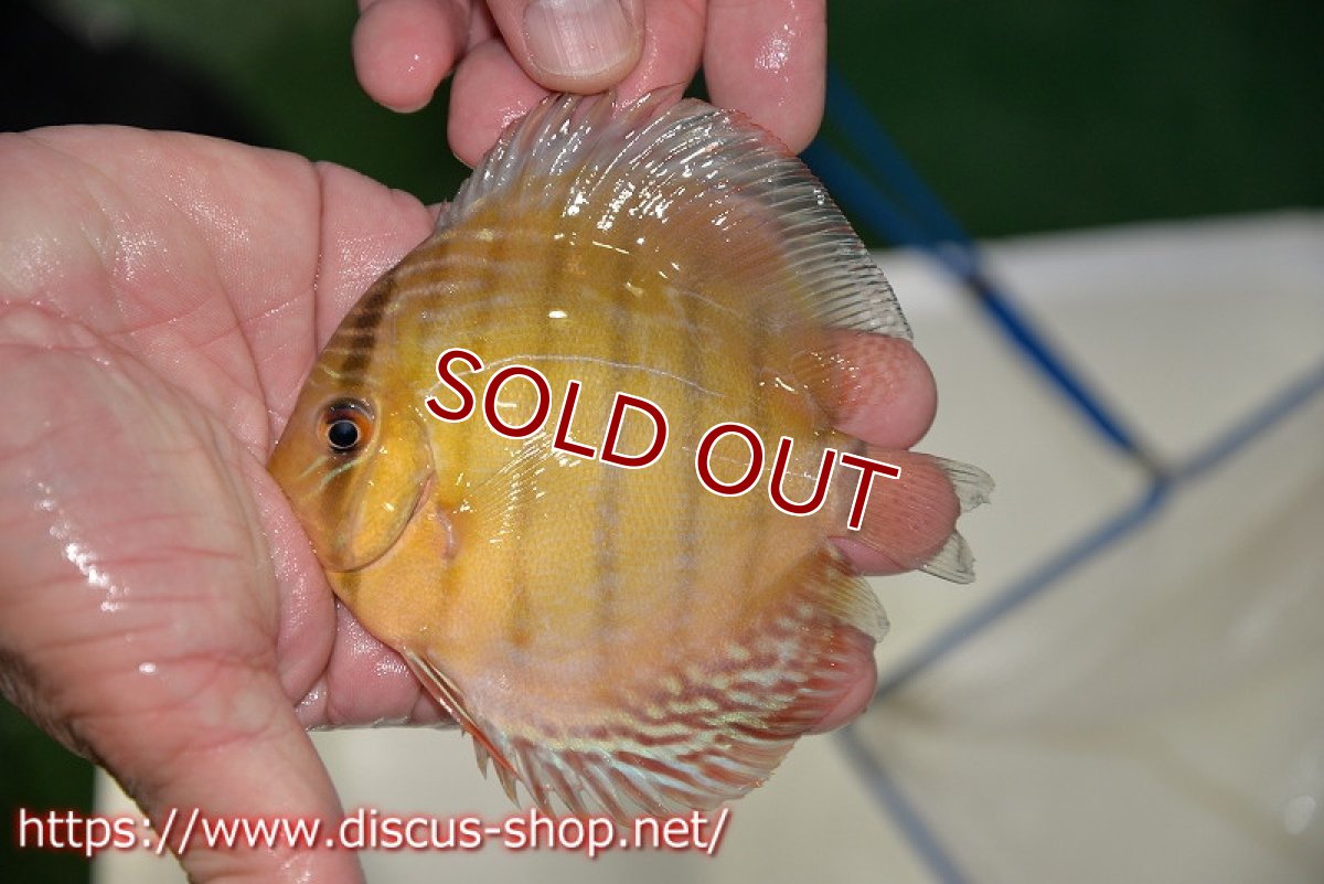 画像3: 【ワイルドディスカス】ラーゴパラコニ レッド（オレンジ目ー金目）【1匹】【サンプル販売】9-11cm（生体）ラーゴパラコニ産 (3)