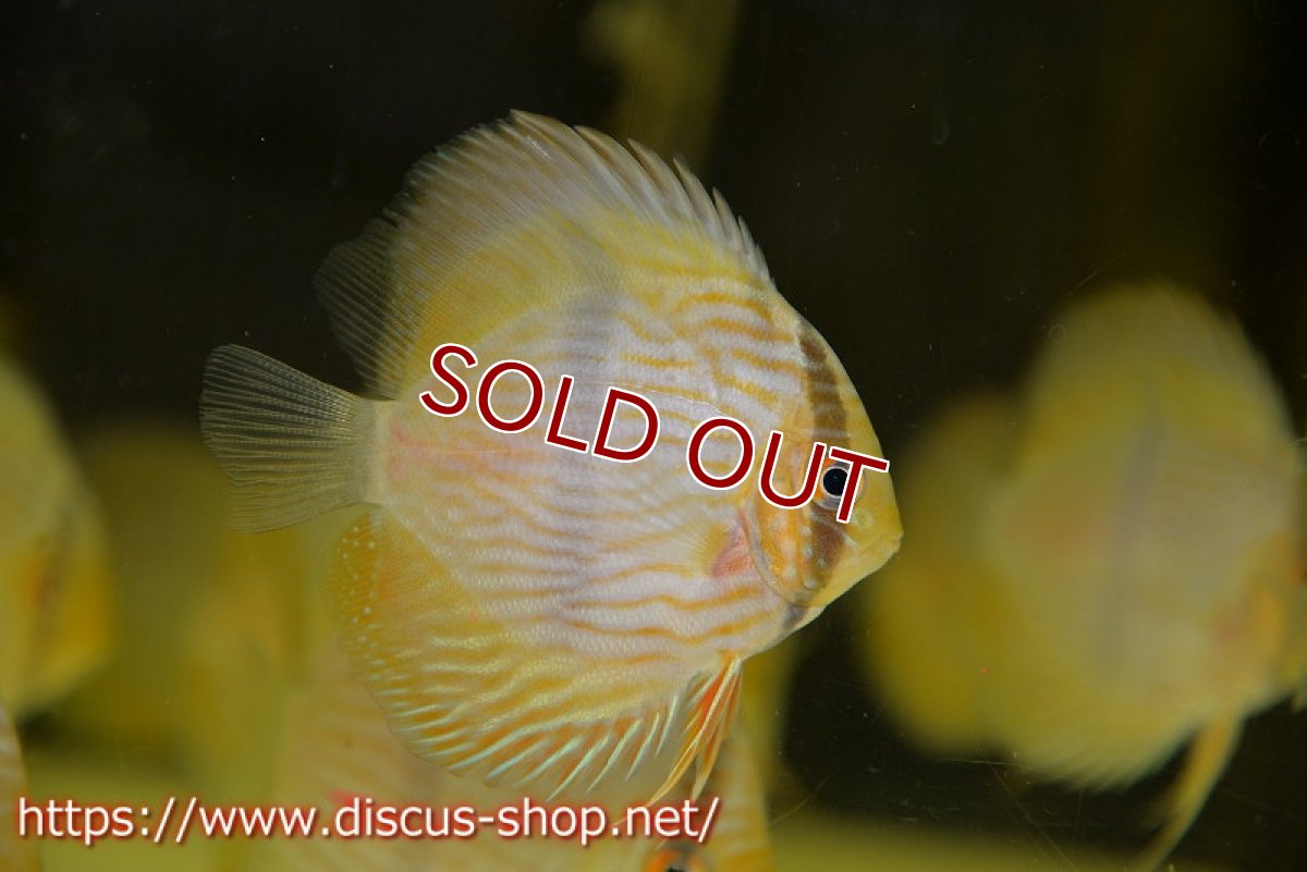 画像2: 【ワイルドディスカス】リオ ネグロ ヘッケル【1匹】【サンプル画像】7-8ｃｍ（生体）リオ ネグロ産 (2)