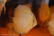 画像2: 【ワイルドディスカス】【通販】【数量限定特価】【ワイルド屈指のブルー発色】リオネグロヘッケル1匹【サンプル画像販売】6-7cm（生体）リオネグロ産 (2)