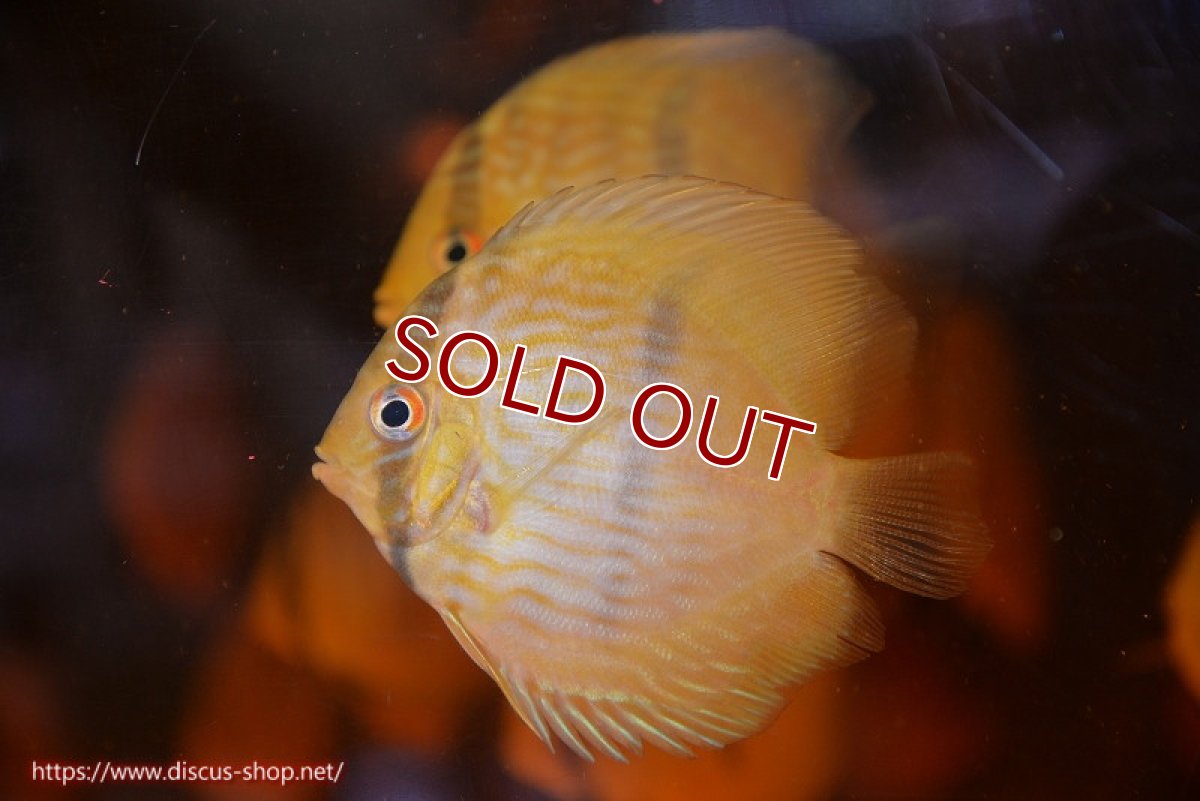 画像3: 【ワイルドディスカス】【通販】【数量限定特価】【ワイルド屈指のブルー発色】リオネグロヘッケル1匹【サンプル画像販売】6-7cm（生体）リオネグロ産 (3)