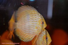 画像1: 【ワイルドディスカス】【通販】【数量限定特価】【ワイルド屈指のブルー発色】リオネグロヘッケル3匹【サンプル画像販売】6-7cm（生体）リオネグロ産 (1)