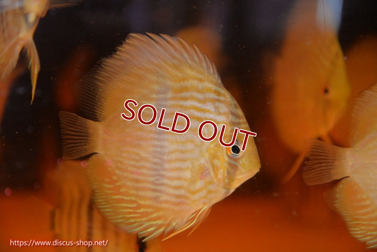 画像2: 【ワイルドディスカス】【通販】【数量限定特価】【ワイルド屈指のブルー発色】リオネグロヘッケル3匹【サンプル画像販売】6-7cm（生体）リオネグロ産 (2)