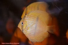 画像3: 【ワイルドディスカス】【通販】【数量限定特価】【ワイルド屈指のブルー発色】リオネグロヘッケル3匹【サンプル画像販売】6-7cm（生体）リオネグロ産 (3)