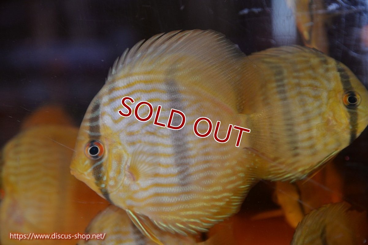 画像1: 【ワイルドディスカス】【通販】【数量限定特価】【ワイルド屈指のブルー発色】リオネグロヘッケル1匹【サンプル画像販売】8-9ｃｍ（生体）リオネグロ産 (1)