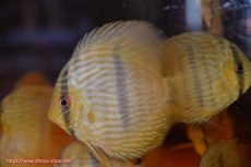 画像1: 【ワイルドディスカス】【通販】【数量限定特価】【ワイルド屈指のブルー発色】リオネグロヘッケル1匹【サンプル画像販売】8-9ｃｍ（生体）リオネグロ産 (1)